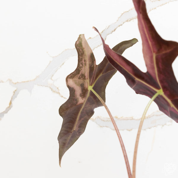 Alocasia sanderiana ‘nobilis’ pink variegated (38A)