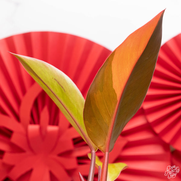 Philodendron 'Firebird' variegated (A06)