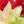 Load image into Gallery viewer, Anthurium renaissance variegated (A06)
