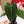 Load image into Gallery viewer, Anthurium luxurians x papillilaminum (A06)
