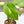Load image into Gallery viewer, Syngonium chiapense variegated (31A)
