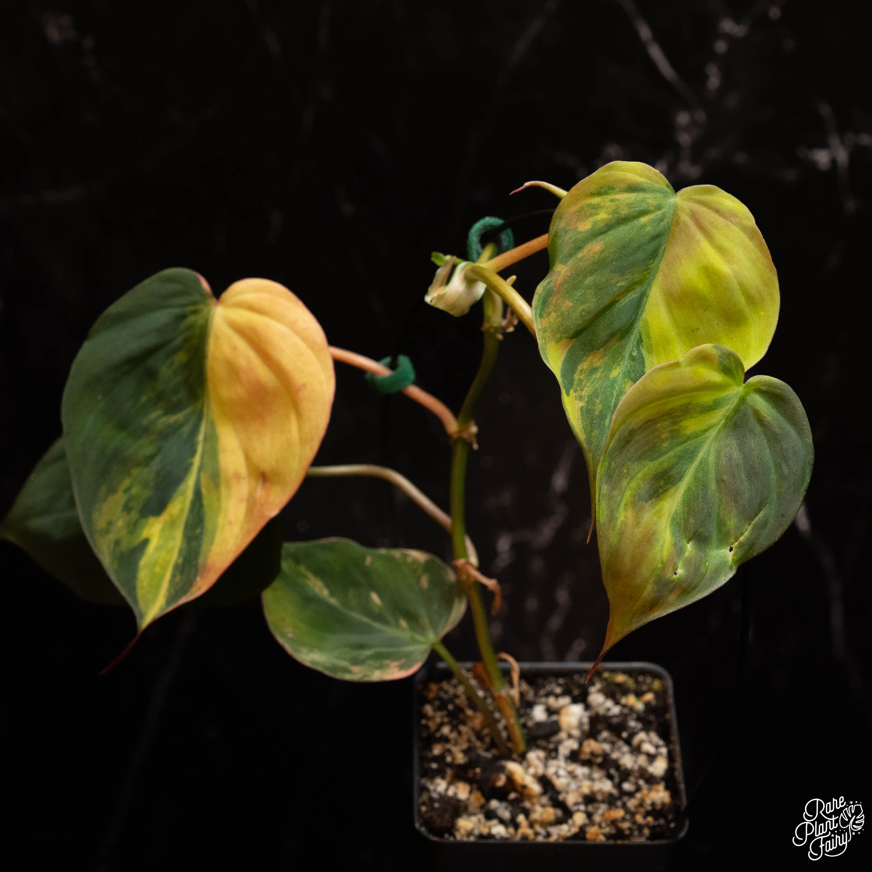 philodendron micans yellow leaves Philodendron micans aurea variegated *Grower's Choice*