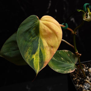 Philodendron micans aurea variegated *Grower's Choice*