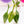 Load image into Gallery viewer, Philodendron Joepii variegated (A07)

