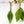 Load image into Gallery viewer, Philodendron Joepii variegated (A07)
