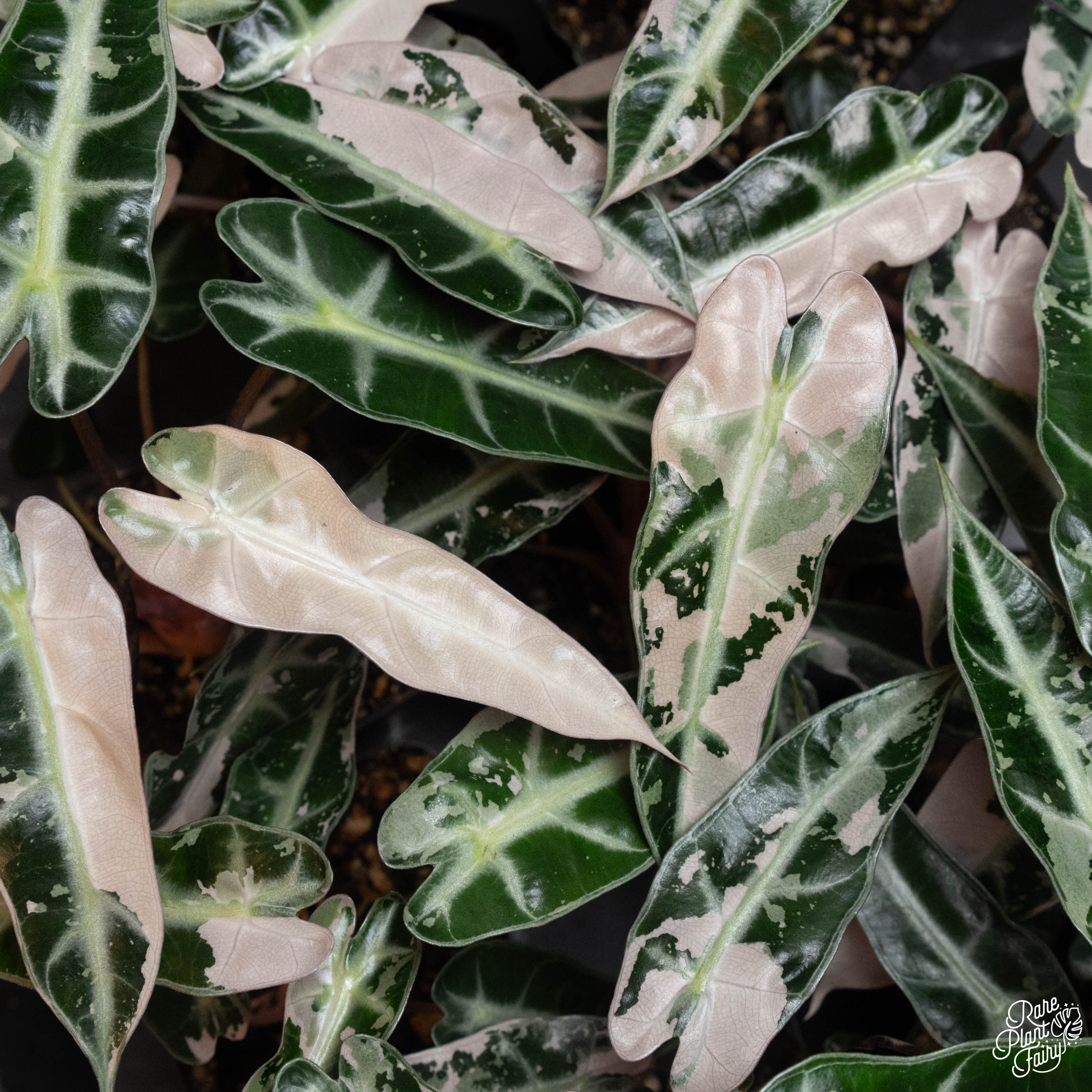 philodendron bambino Alocasia zebrina variegated *Grower's Choice*