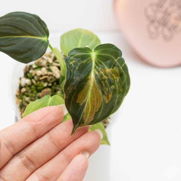 Philodendron melanochrysum variegated (42A)