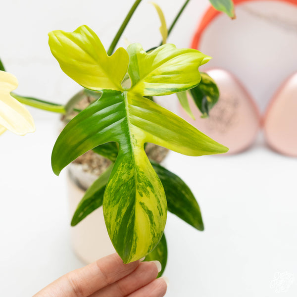 Philodendron pedatum variegated (42A)