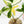 Load image into Gallery viewer, Philodendron pedatum variegated (42A)

