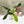 Load image into Gallery viewer, Philodendron 69686 (31A)
