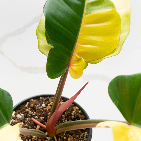 Philodendron 'Jungle Fever' (42B)