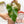 Load image into Gallery viewer, Philodendron &#39;Strawberry Shake&#39; (42A)
