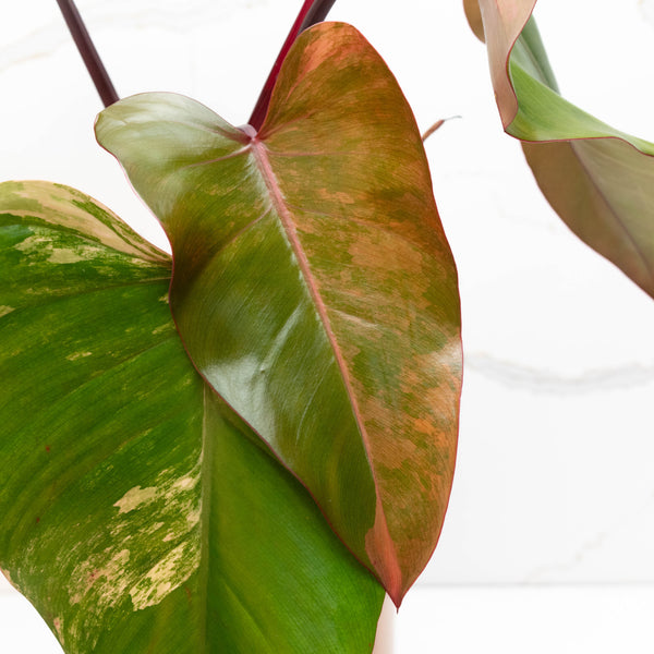 Philodendron 'Strawberry Shake' (42A)