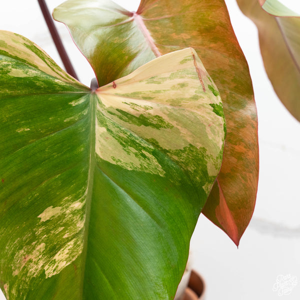 Philodendron 'Strawberry Shake' (42A)