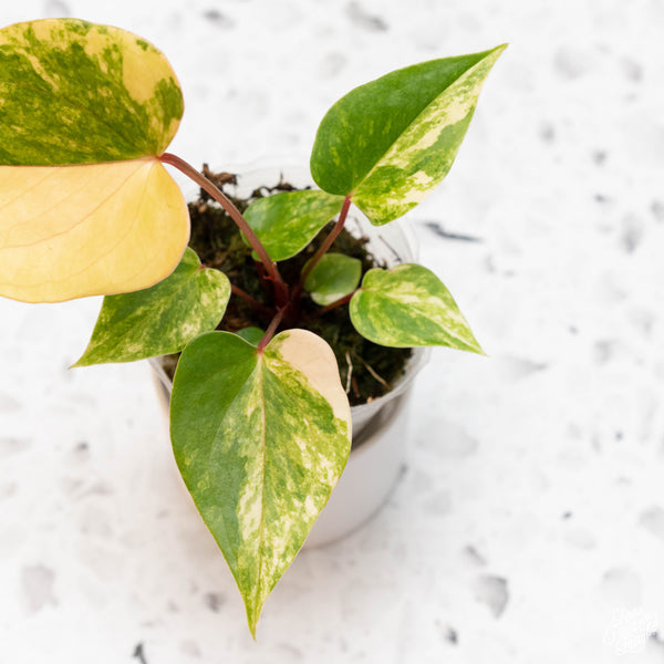Anthurium andraeanum variegated hybrid (31A)