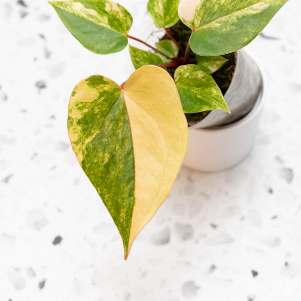 Anthurium andraeanum variegated hybrid (31A)