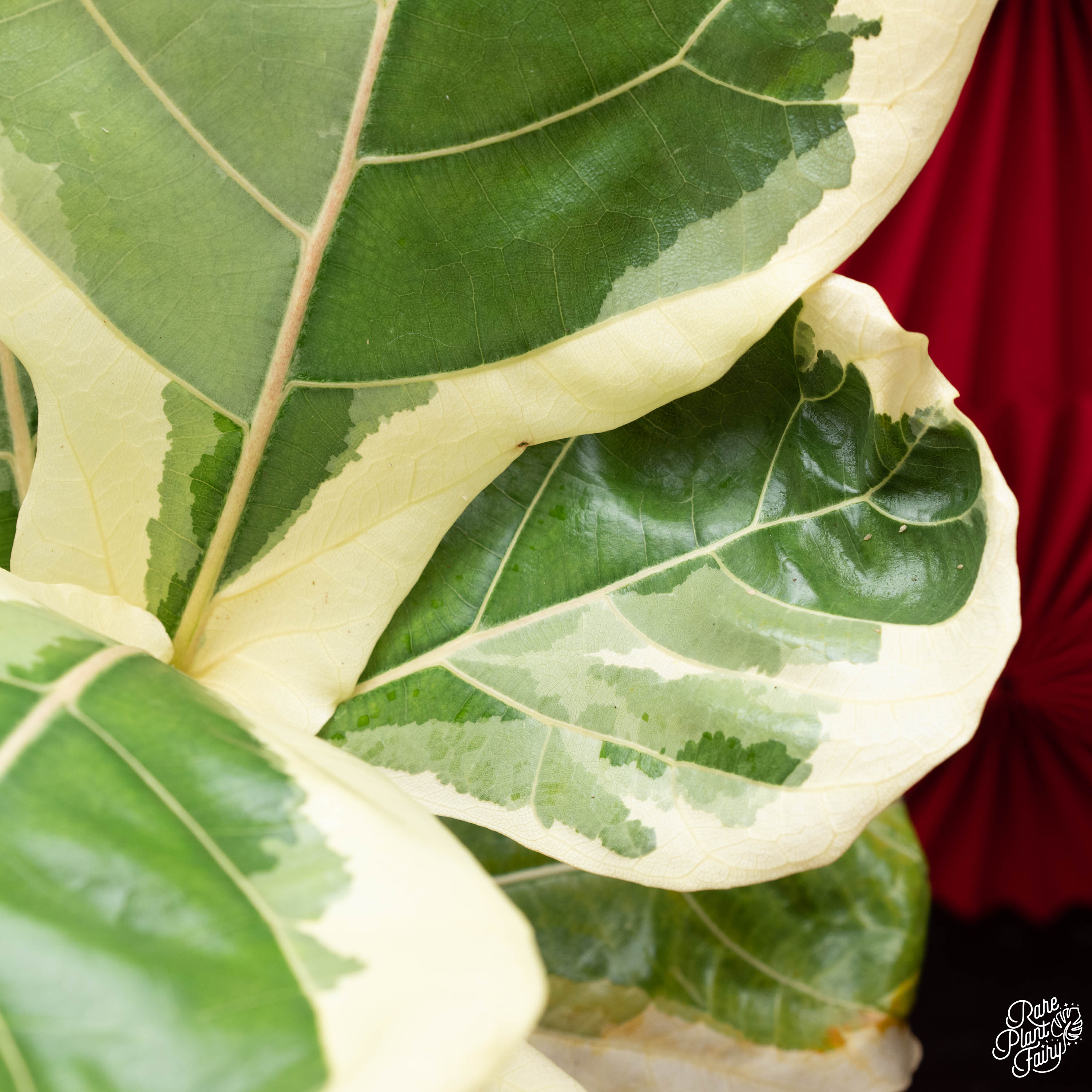 fiddle leaf fig tree variegated Ficus lyrata variegated fiddle leaf fig tree *Grower's Choice*
