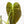 Load image into Gallery viewer, Philodendron melanochrysum (42A)
