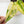 Load image into Gallery viewer, Schismatoglottis wallichii variegated (42A)
