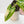 Load image into Gallery viewer, Schismatoglottis wallichii variegated (42B)
