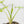 Load image into Gallery viewer, Schismatoglottis wallichii variegated (42B)
