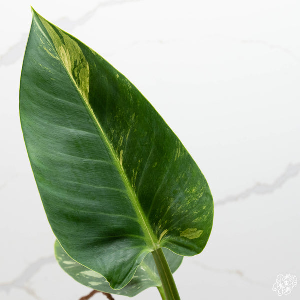Philodendron 'Green Congo' variegated (32A)