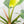 Load image into Gallery viewer, Philodendron &#39;Green Congo&#39; variegated (32A)
