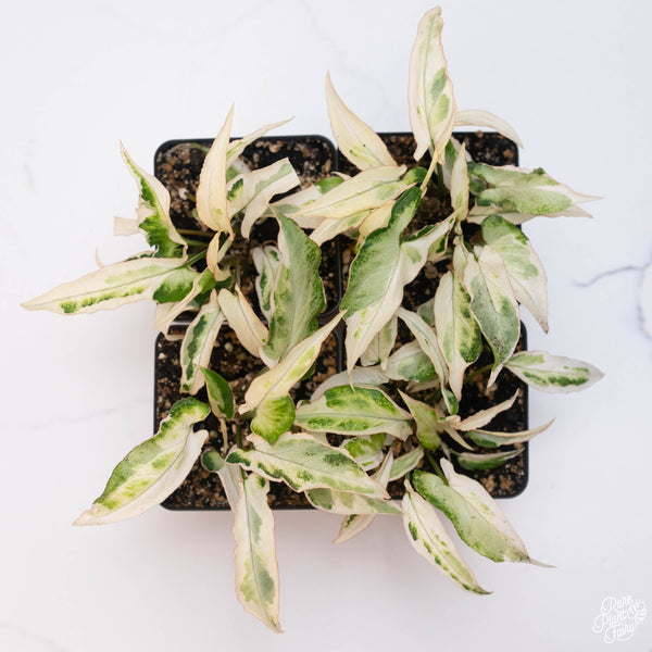 Syngonium 'Starlite' starter *Grower's choice* multiple plants in one pot
