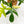 Load image into Gallery viewer, Philodendron pedatum variegated (32A)
