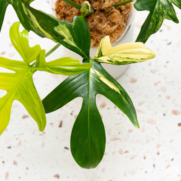 Philodendron pedatum variegated (32A)