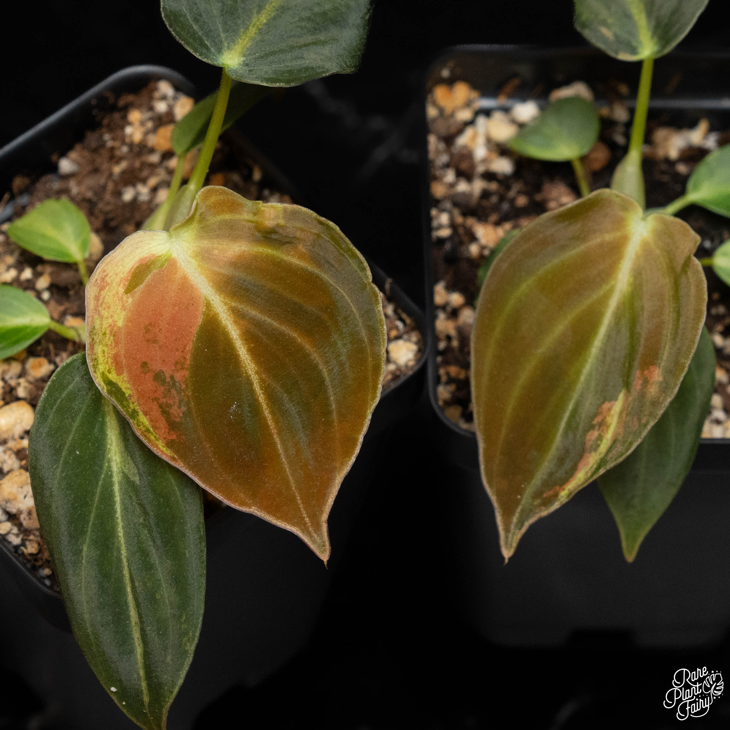 black spots philodendron Philodendron melanochrysum variegated *Grower's Choice* – Rare Plant Fairy