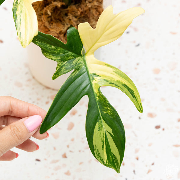 Philodendron pedatum variegated (32A)