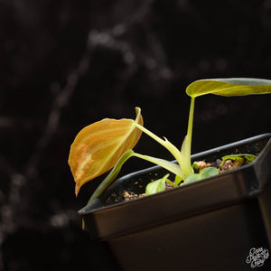 Philodendron melanochrysum variegated *Grower's Choice*