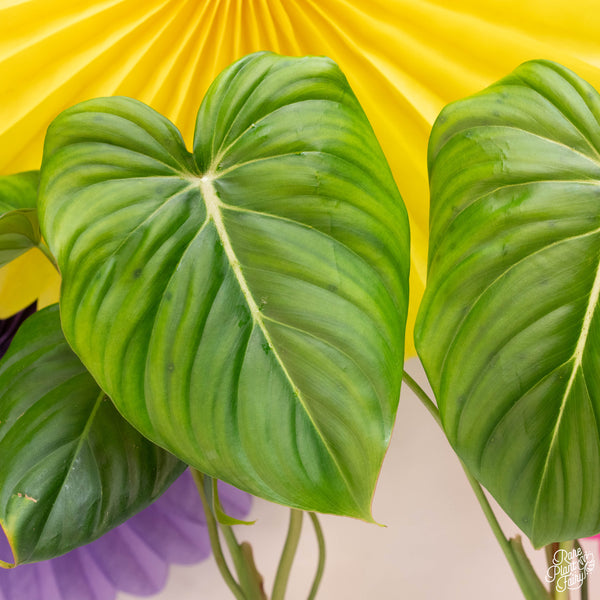 Philodendron McDowell *Grower's choice*