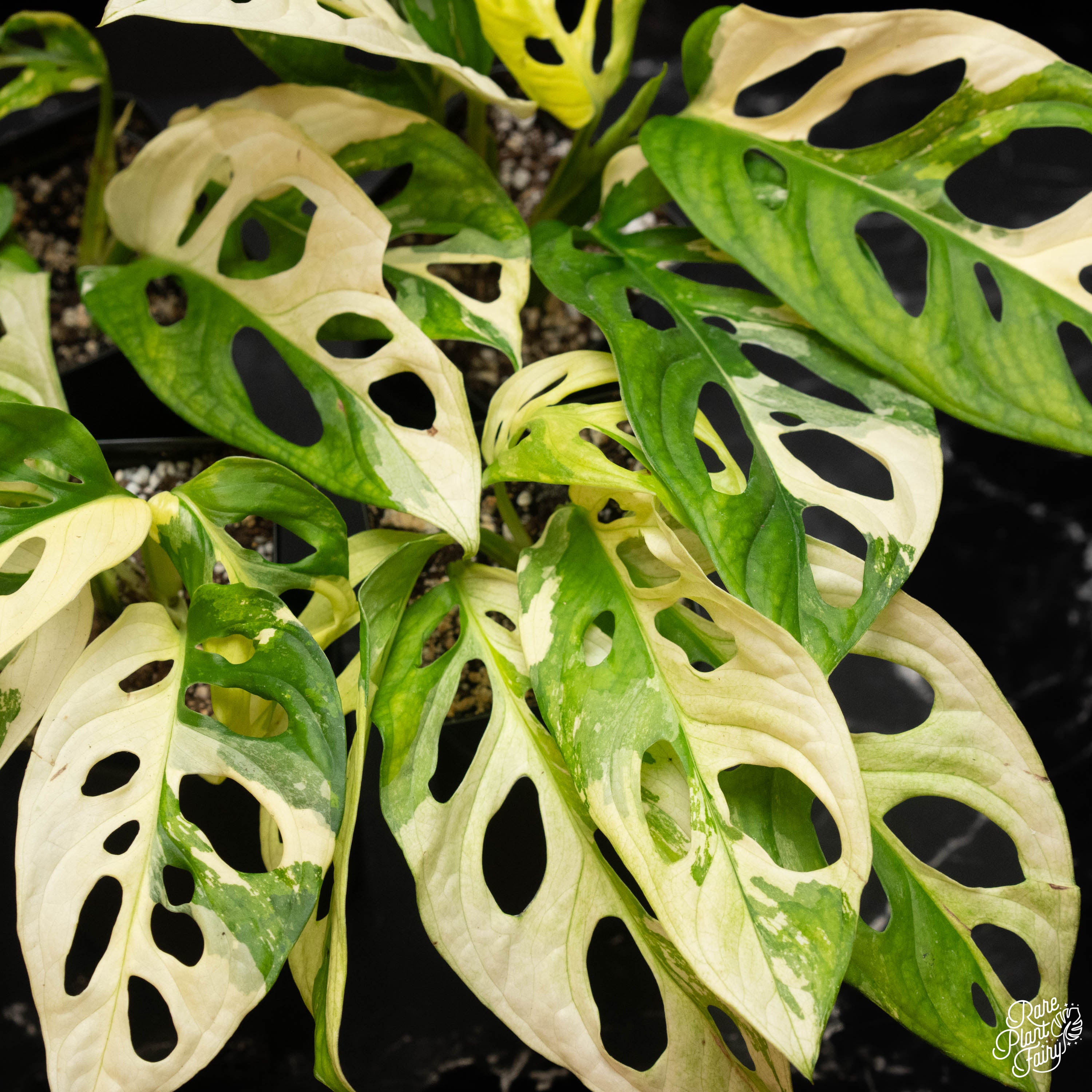 monstera adansonii variegated Monstera Adansonii Albo Variegated *Grower's Choice*