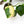 Load image into Gallery viewer, Scindapsus &#39;Jade Satin&#39; aurea variegated (42A)
