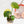 Load image into Gallery viewer, Scindapsus &#39;Jade Satin&#39; aurea variegated (42B)
