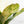 Load image into Gallery viewer, Anthurium renaissance variegated (42A)
