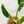 Load image into Gallery viewer, Philodendron &#39;Orlando&#39; variegated (32A)

