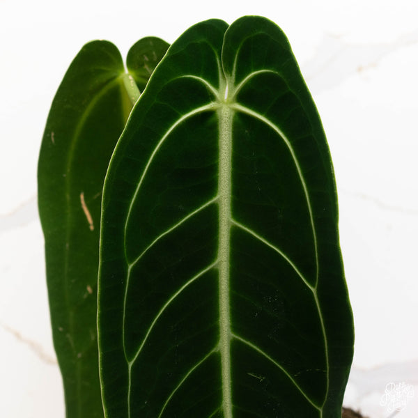 Anthurium warocqueanum (42A) Queen Anthurium