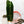 Load image into Gallery viewer, Anthurium warocqueanum (42A) Queen Anthurium
