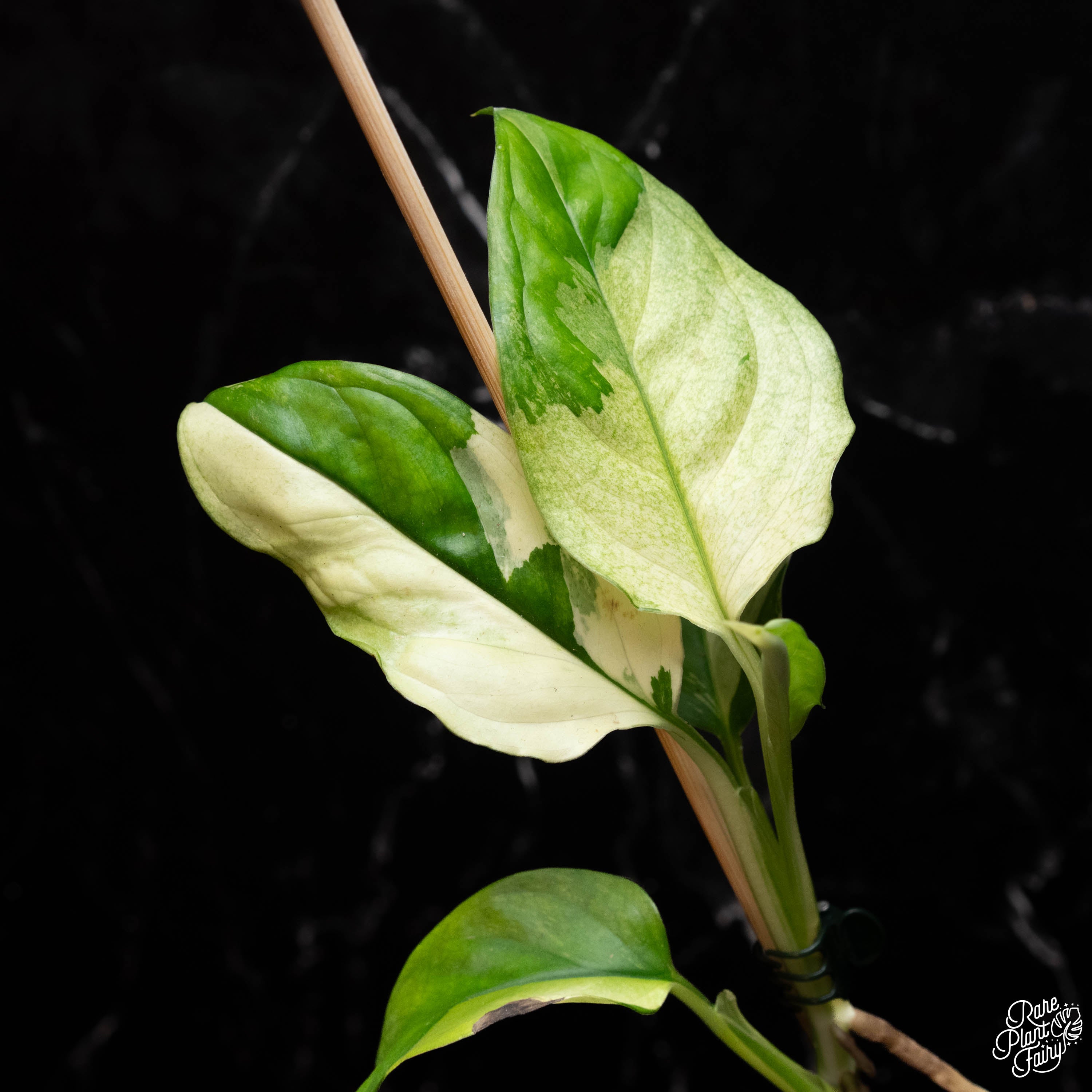 monstera acacoyaguensis for sale Monstera Acacoyaguensis Variegated *Grower's Choice* Starter