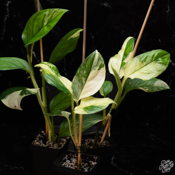 Monstera Acacoyaguensis Variegated *Grower's Choice* – Rare Plant