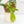 Load image into Gallery viewer, Philodendron &#39;Florida Beauty&#39; (43B)
