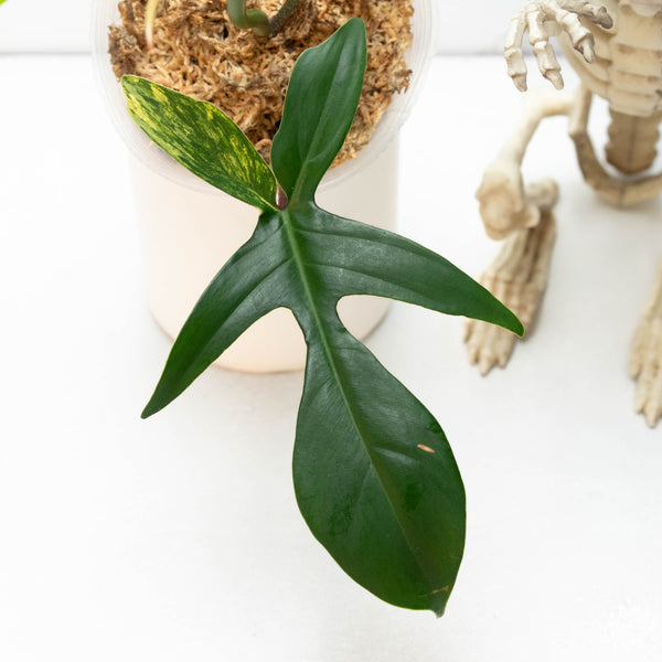 Philodendron 'Florida Beauty' (43B)