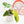 Load image into Gallery viewer, Philodendron bipennifolium variegated &#39;Violin&#39; (43B)
