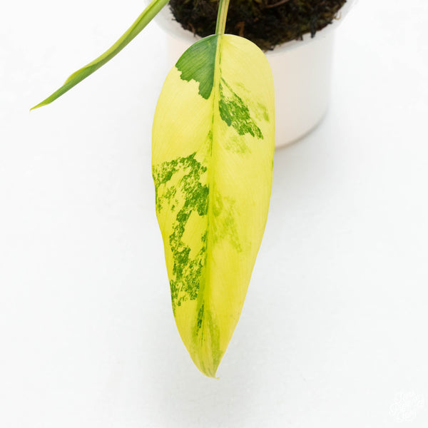 Philodendron domesticum variegated (43A) *fasciated leaf*
