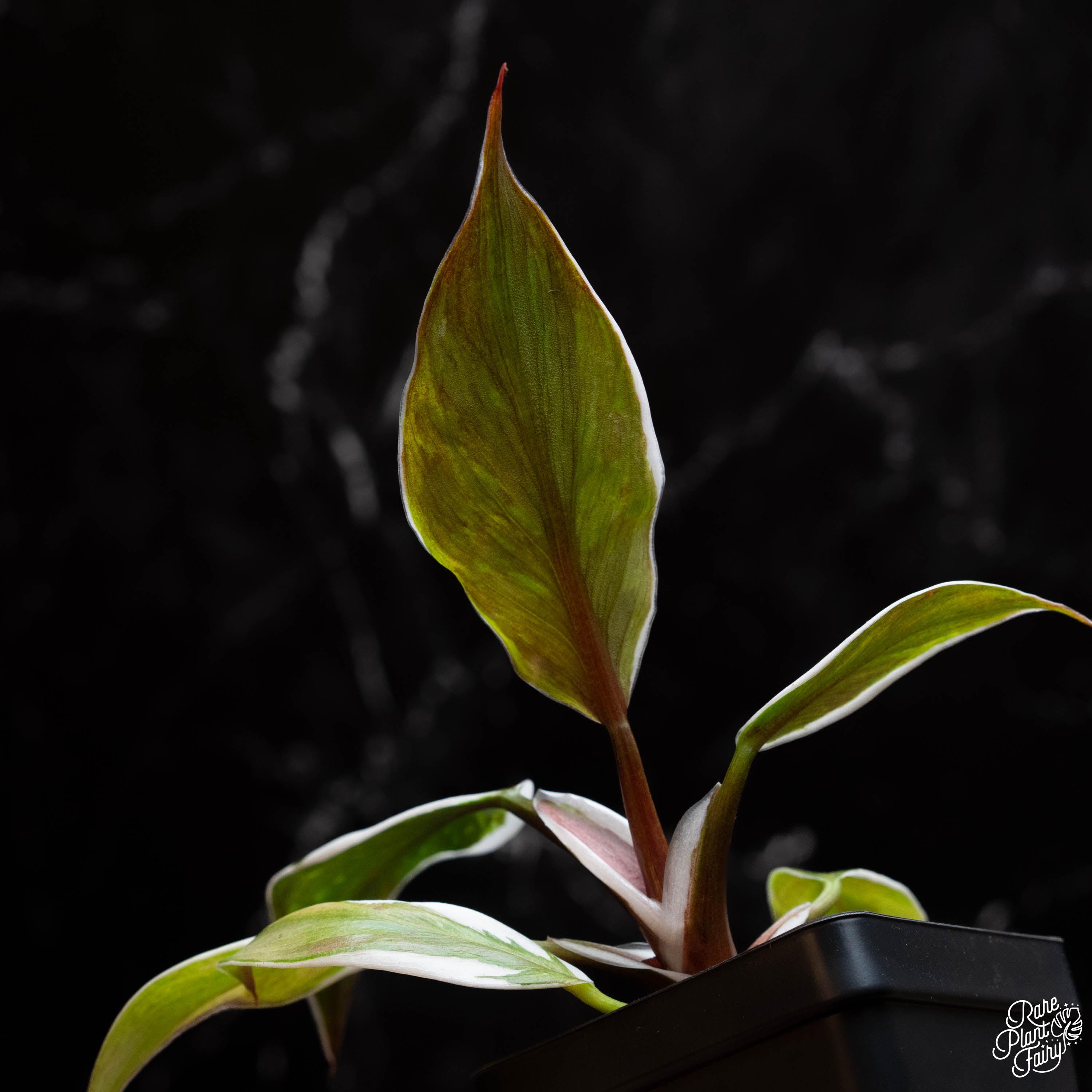 white knight philodendron seeds Philodendron erubescens 'White Knight' mutation *Grower's Choice*