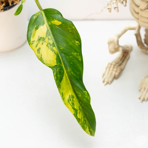 Philodendron domesticum variegated (43D)