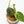 Load image into Gallery viewer, Philodendron micans aurea variegated (43A)
